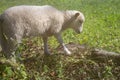 Cute white lamb in countryside. Small fluffy sheep in pasture. Farm animals concept. Friendly domestic lamb. Royalty Free Stock Photo