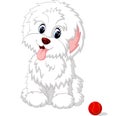 Cute white lap-dog puppy posing Royalty Free Stock Photo