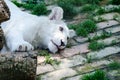 Cute white lion cub in Beograd zoo Royalty Free Stock Photo