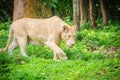 Cute white lion (Panthera leo), one of the big cats in the genus Royalty Free Stock Photo
