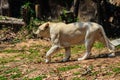 Cute white lion while walking Royalty Free Stock Photo