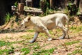 Cute white lion while walking Royalty Free Stock Photo