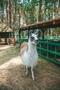 Cute white llama eating dry grass