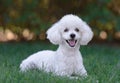 Cute white male poodle puppy