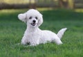 Cute white male poodle puppy