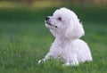 Cute white male poodle puppy