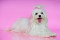 Cute white Maltese dog