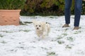 Cute white Maltese Havanese mix dog running