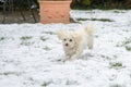 Cute white Maltese Havanese mix dog running