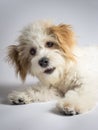 Cute white mixed breed dog with red ears Royalty Free Stock Photo