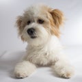 Cute white mixed breed dog with red ears Royalty Free Stock Photo