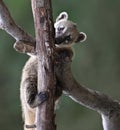 Cute White-nosed Coati Royalty Free Stock Photo