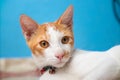Cute White Orange Cat Looking at something beside the camera Royalty Free Stock Photo