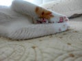 Cute white orange cat sleeping and covering  face with his paws Royalty Free Stock Photo