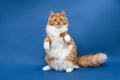 Cute white-orange cat standing on back feet Royalty Free Stock Photo