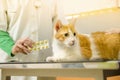 Cute white orange cat on vet table Royalty Free Stock Photo