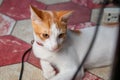 Cute White Orange Cat waking up after sleep Royalty Free Stock Photo