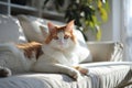 cute white and orange fluffy cat lies on the sofa in light living room