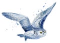 Cute white owl flies on isolated white background watercolor illustration Royalty Free Stock Photo