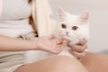 Cute white Persian cat comfortably sitting comfortably sitting in on owner lap hands, mother let her daughter touch gently family Royalty Free Stock Photo