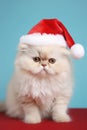 Cute white Persian cat with Santa Claus hat in front of blue background Royalty Free Stock Photo