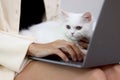 Cute white Persian cat sitting on laptop keyboard, owner woman working on computer with her happy fluffy comfortably pet, girl Royalty Free Stock Photo