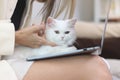 Cute white Persian cat sitting on laptop keyboard, owner woman working on computer with her happy fluffy comfortably pet, girl Royalty Free Stock Photo