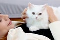 Cute white Persian cat sitting on owner woman, happy fluffy pet comfortably sitting on chest of female who lying on sofa in living