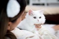 Cute white Persian cat on woman hands, happy fluffy pet comfortably sitting on lap of female, girl hugging her adorable long hair Royalty Free Stock Photo