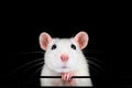 Cute white pet rat portrait with black background.