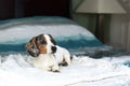 Cute white piebald dachshund puppy dog laying relaxed on the bed on a beautiful morning waking up