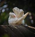 Cute white pigeon,beautiful white pigeon, white bird,bird sitting on top of a tree Royalty Free Stock Photo