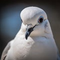 Cute white pigeon looking aside. close-up of city bird Royalty Free Stock Photo