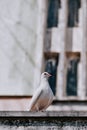 Cute white pigeon standing at the end of a stone surface with a tall building in the background Royalty Free Stock Photo