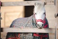 Cute white pony in blanket near shelter in horse paddock Royalty Free Stock Photo