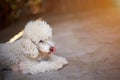 Cute white poodle dog Royalty Free Stock Photo