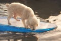 Cute white poodle on surf board Royalty Free Stock Photo