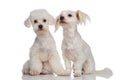 Cute white puppy bichon couple seated