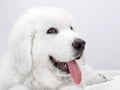 Cute white puppy dog lying on bed. Royalty Free Stock Photo
