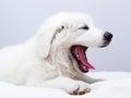 Cute white puppy dog lying on bed and yawning.