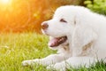 Cute white puppy dog lying on grass.