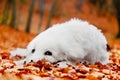 Cute white puppy dog lying in leaves in autumn forest.