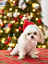 Cute puppy dog maltese with santa hat and christmas tree in background for holidays Royalty Free Stock Photo