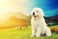 Cute white puppy dog sitting in mountains