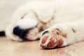 Cute white puppy dog sleeping on wooden floor Royalty Free Stock Photo
