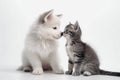 A cute white puppy kissing a cute tabby black kitten on white background. Royalty Free Stock Photo