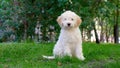 Cute white puppy lagotto romagnolo sitting on the grass and lookicng at camera in summer. Space for text