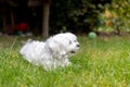 Cute white puppy, Maltese dog breed, running in garden, happy and healthy dog Royalty Free Stock Photo