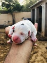 A cute white puppy of pitbull bread Royalty Free Stock Photo