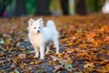 Cute white puppy